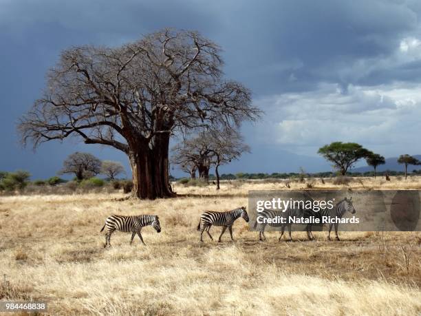 four zebra walking past a baobab tree during a storm in tanzania - cebra de montaña fotografías e imágenes de stock