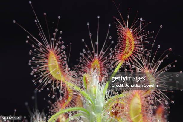 pygmy sundew - sundew stock pictures, royalty-free photos & images