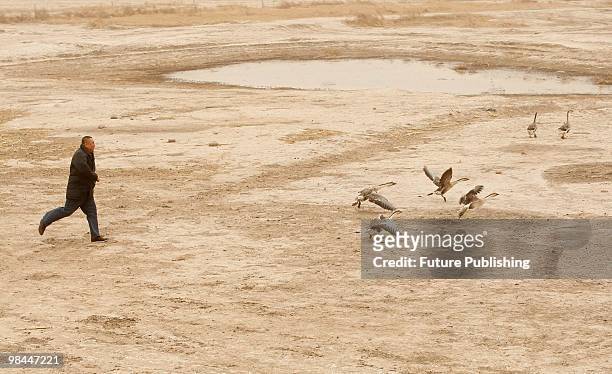 Farmer looks at the geese at a goose farm on April 8, 2010 in Tongyu county in northeast China's Jilin province. A wild goose can be sold at 500 yuan...