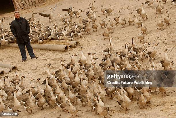 Farmer looks at the geese at a goose farm on April 8, 2010 in Tongyu county in northeast China's Jilin province. A wild goose can be sold at 500 yuan...
