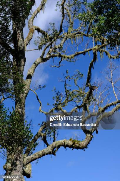 parque estadual da pedra azul - es - pedra stock pictures, royalty-free photos & images