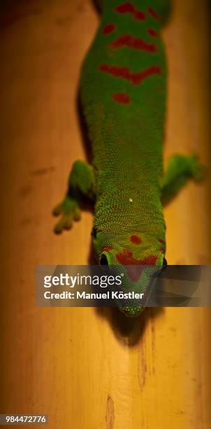 guggst du? - squamata stock pictures, royalty-free photos & images
