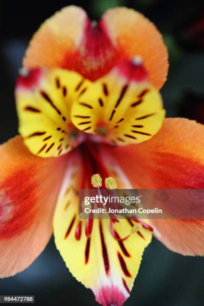 alstroemeria "indian summer - alstroemeria stock pictures, royalty-free photos & images