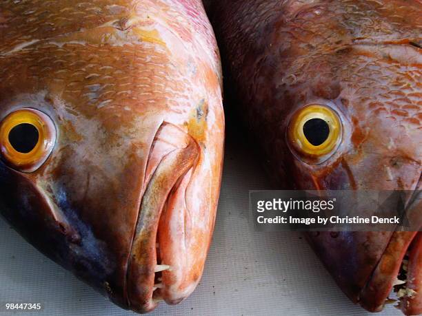 fish head - oost nusa tenggara stockfoto's en -beelden