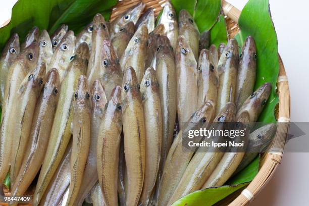 Whiting Fish Photos and Premium High Res Pictures - Getty Images