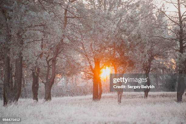 November Cold Snowless Photos and Premium High Res Pictures - Getty Images