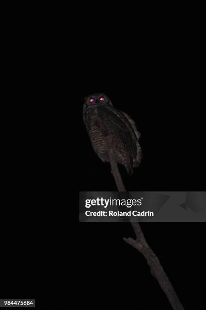 great horned owl (pink eyes) - spotted owl stock pictures, royalty-free photos & images