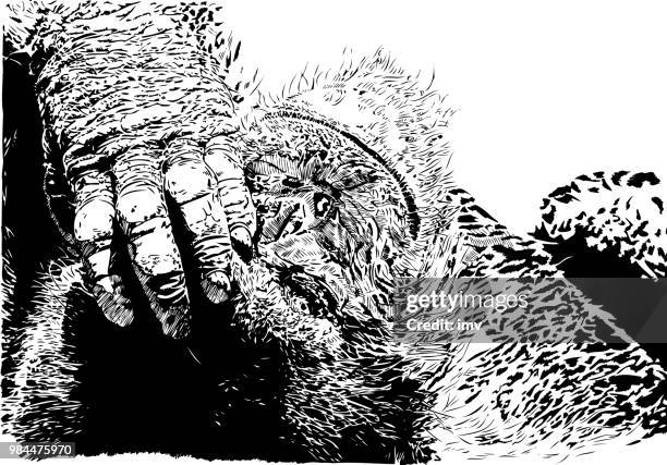 chimpanzee lying and looking behind his hand directly to the camera - animal hand stock illustrations