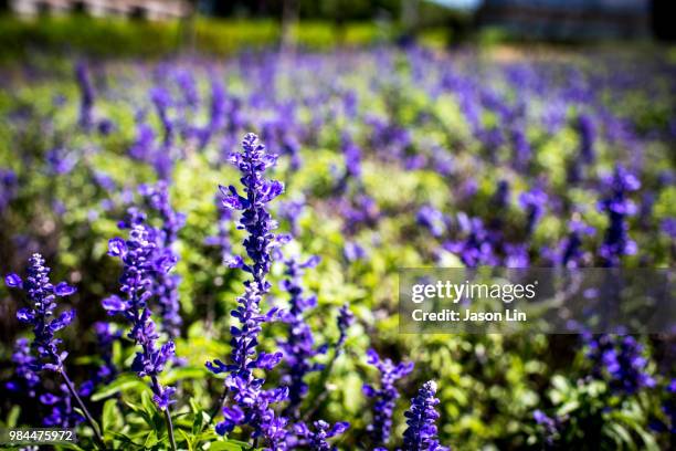 lavendel - jason lin stock pictures, royalty-free photos & images