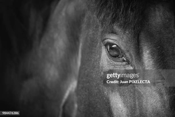 a look thoroughbred / una mirada de pura sangre - sangre stock pictures, royalty-free photos & images