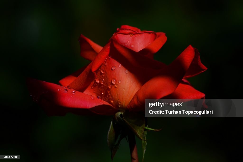 Photo by: Turhan Topacogullari