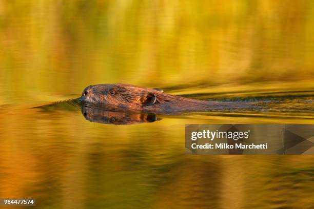 a beaver in water in alberta, canada. - hinton alberta stock pictures, royalty-free photos & images