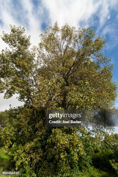 Late August Fall 2,699 August Late Summer Stock Photos, High-Res Pictures, and Images ...