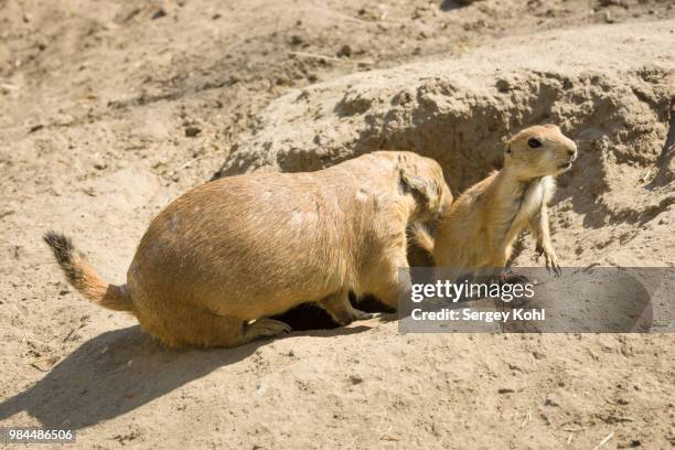 gopher with cubs - black tailed prairie dog stock pictures, royalty-free photos & images