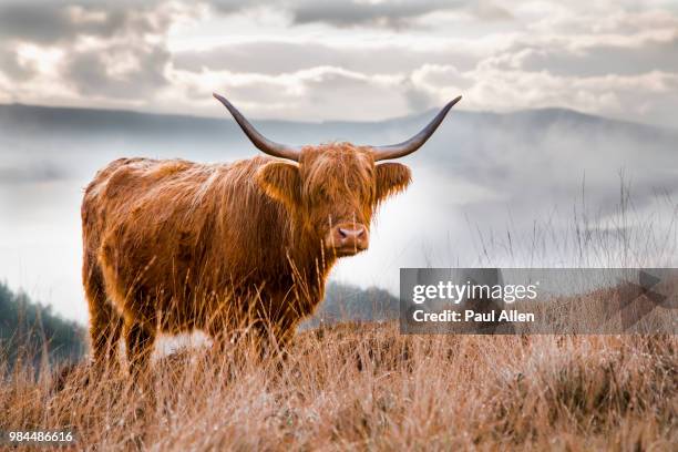 a scottish highland cow in scotland. - highland cow photos et images de collection