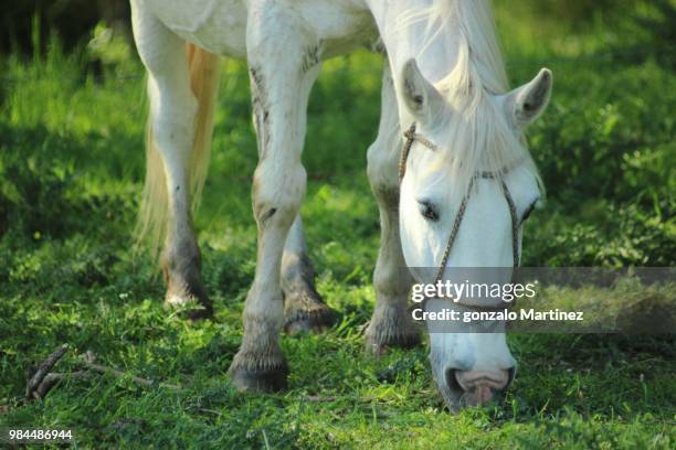 2,260 Withe& Stock Photos, High-Res Pictures, and Images - Getty Images