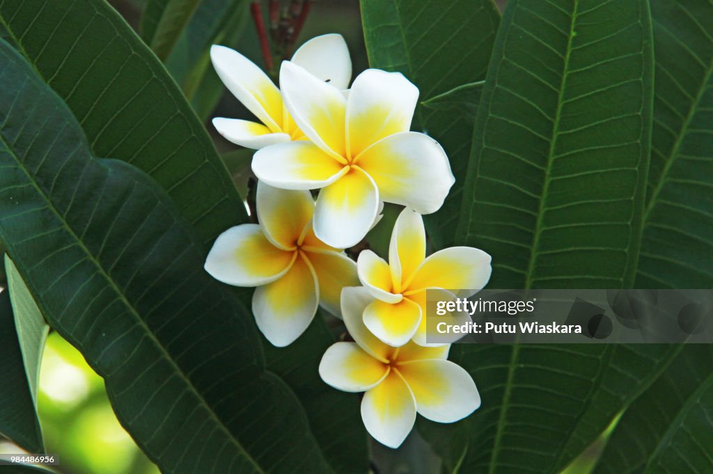 Jepun/plumeria