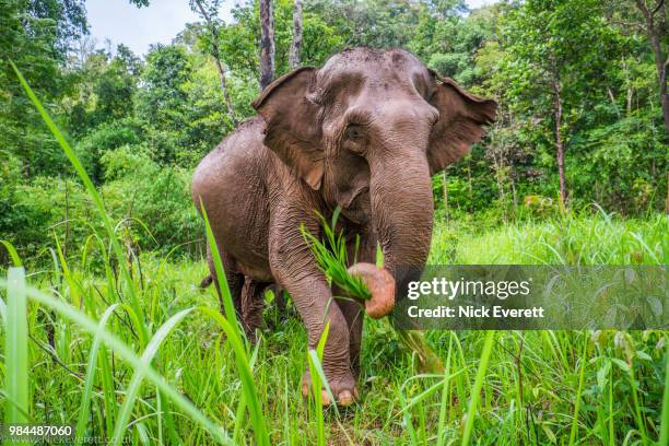 through the long grass - asiatischer elefant stock-fotos und bilder