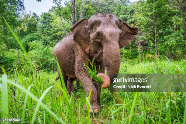 through the long grass - asian elephant stock pictures, royalty-free photos & images