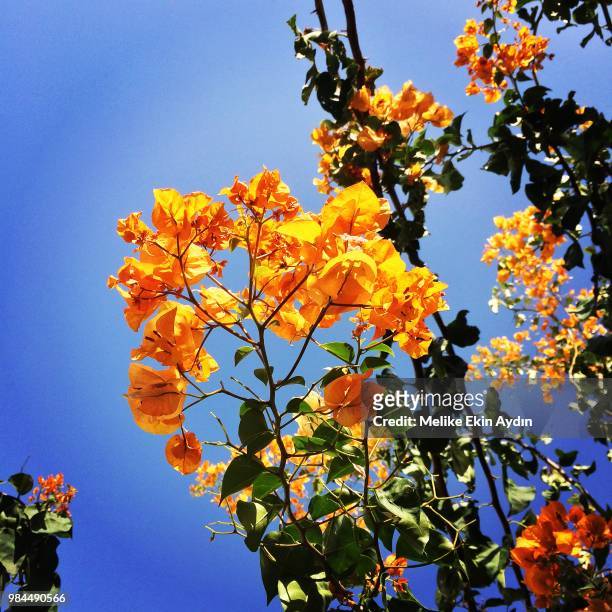 bodrum the bougainvillea i - melike stock pictures, royalty-free photos & images