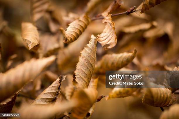 photo by: matej sokol - sokola fotografías e imágenes de stock