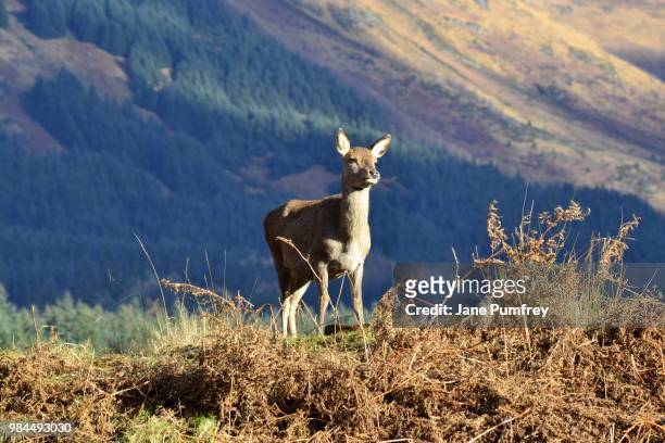 young deer - glen etive stockfoto's en -beelden
