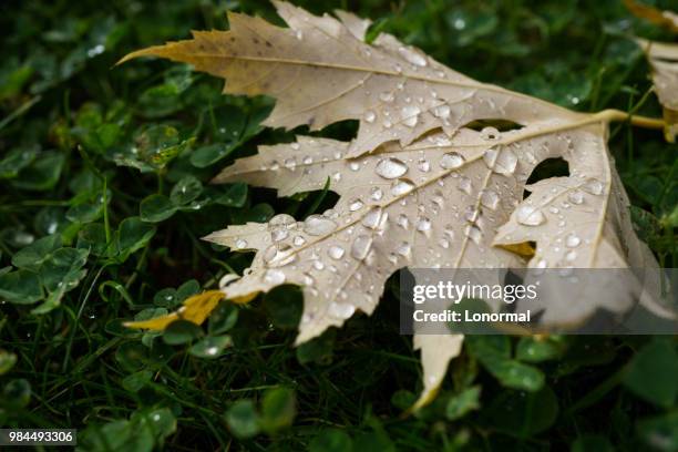 hoja con lluvia - hoja stock pictures, royalty-free photos & images