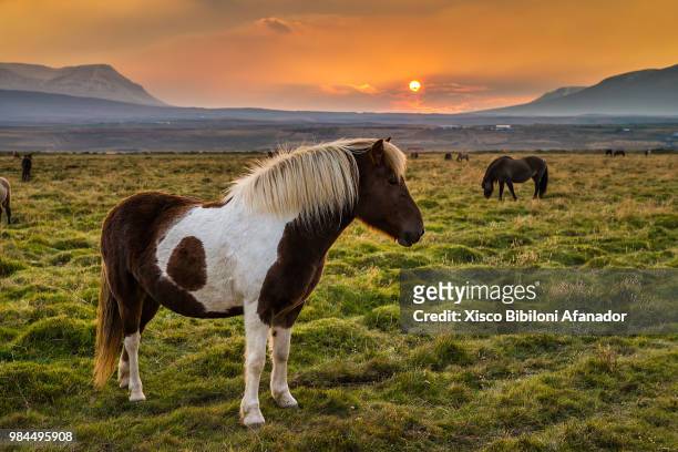 caballos islandeses - caballos stock pictures, royalty-free photos & images
