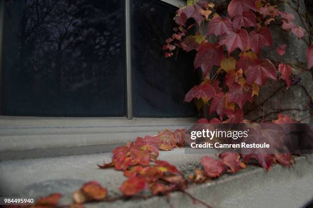 end of autumn - camren fotografías e imágenes de stock