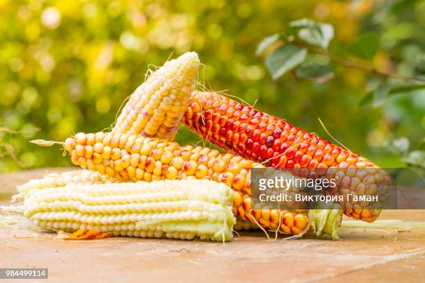 corn, - panier stock-fotos und bilder
