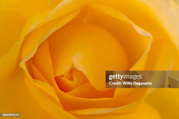 beatrice d'este flower - este stock pictures, royalty-free photos & images