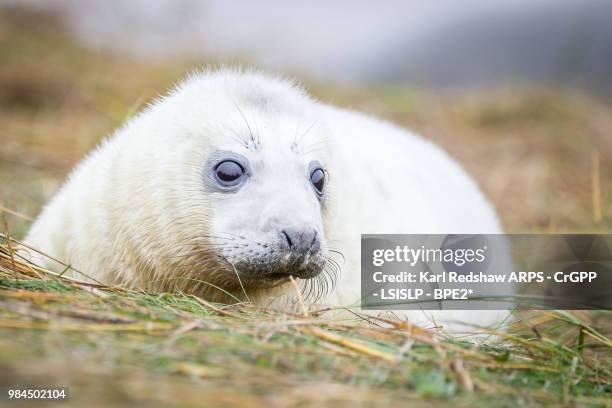 grey seals at donna nook - nook stock-fotos und bilder