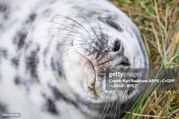 grey seals at donna nook - nook stock-fotos und bilder