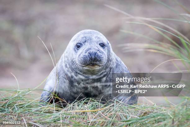grey seals at donna nook - nook stockfoto's en -beelden