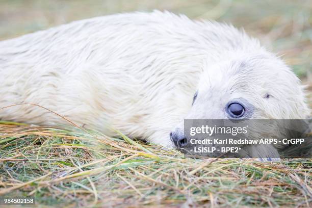 grey seals at donna nook - nook stockfoto's en -beelden