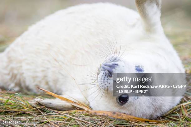 grey seals at donna nook - nook stock-fotos und bilder