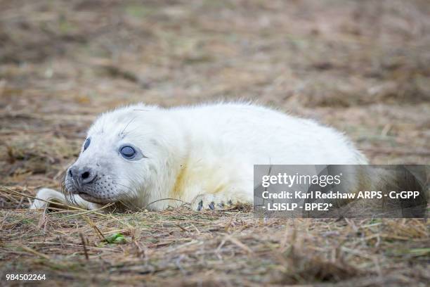 grey seals at donna nook - nook stock-fotos und bilder