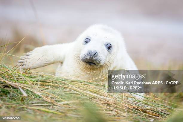 grey seals at donna nook - nook stockfoto's en -beelden