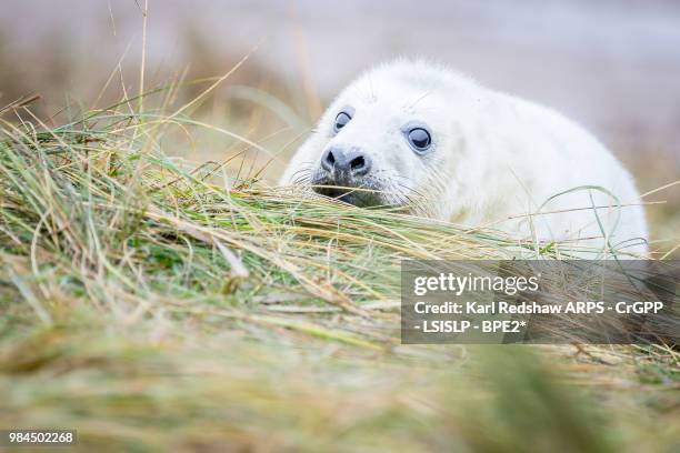 grey seals at donna nook - nook stock-fotos und bilder