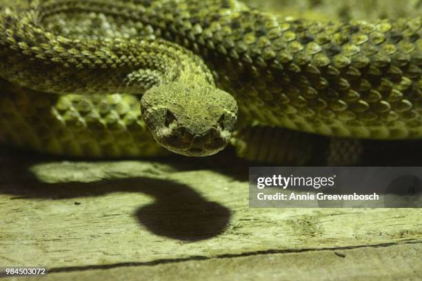 snake shadow - annie 2014 film stock-fotos und bilder