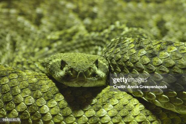 coiled up snake - western diamondback rattlesnake habitat stock pictures, royalty-free photos & images
