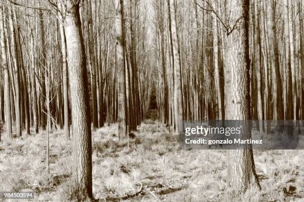 alamy forest - alamy stock pictures, royalty-free photos & images