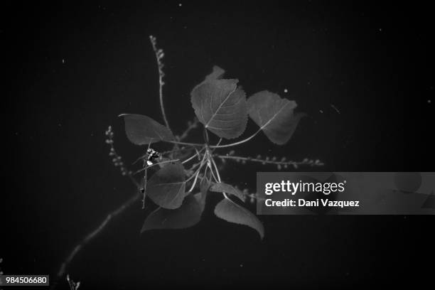 naturaleza muerta - naturaleza muerta imagens e fotografias de stock