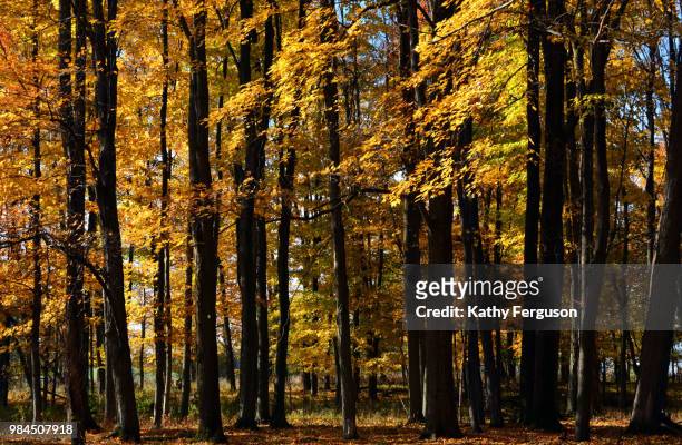 fall gold - kathy gold stock pictures, royalty-free photos & images