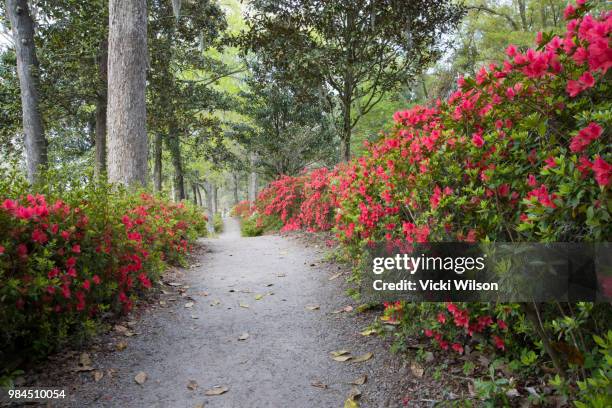 Azalea Path 334 Azalea Path Stock Photos, High-Res Pictures, and Images - Getty Images
