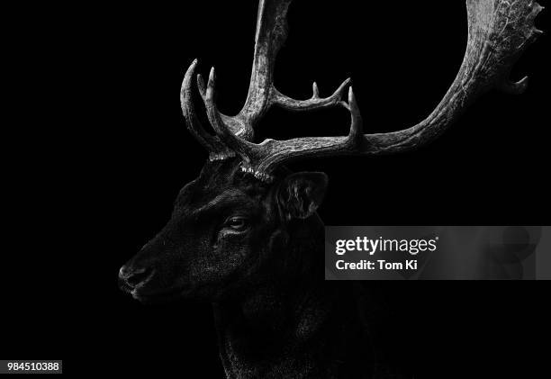 perchtoldsdorf,austria - antler 個照片及圖片檔