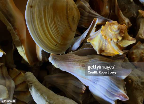 sea shell macro #2 - macro shell stock pictures, royalty-free photos & images