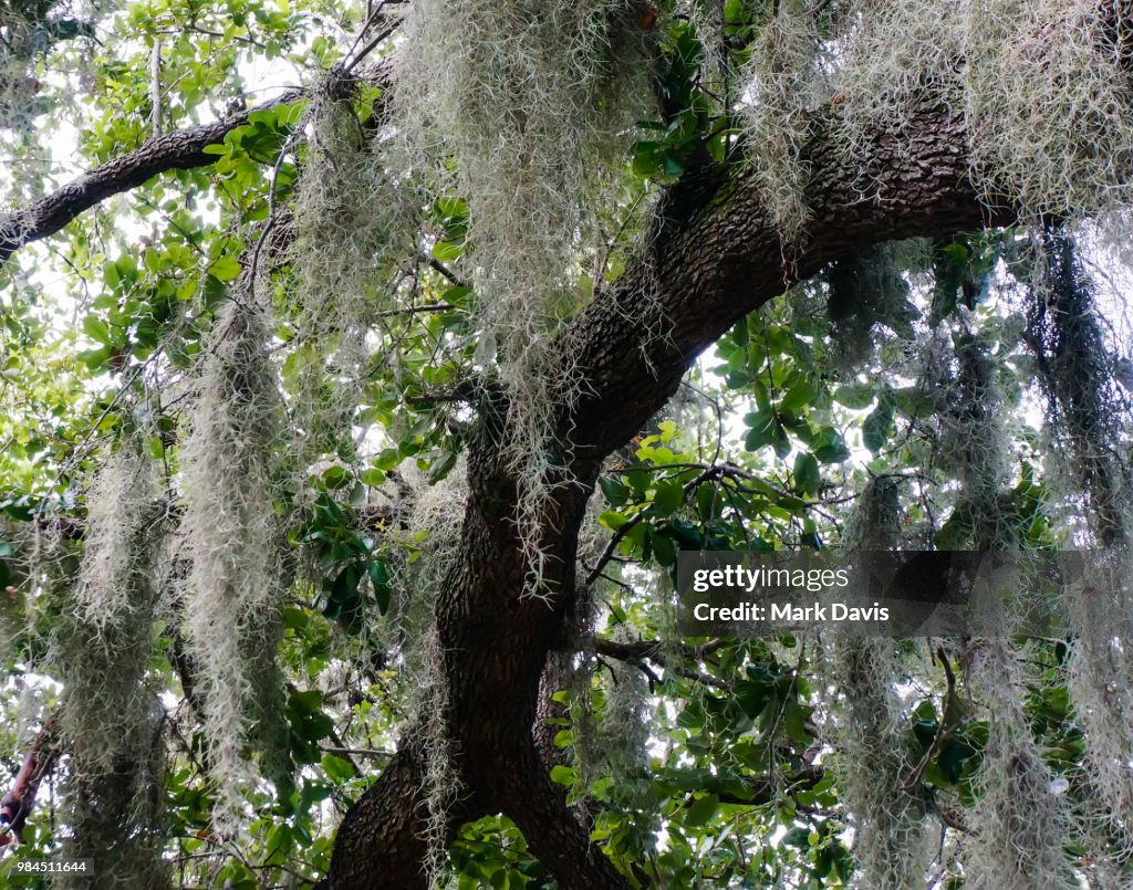 Hanging Java Moss Hanging Moss High-Res Stock Photo - Getty Images