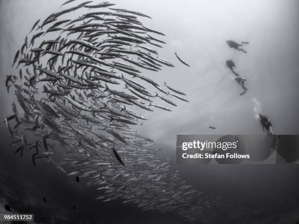 chevron barracuda - sphyraena qenie - sphyraena qenie stock pictures, royalty-free photos & images