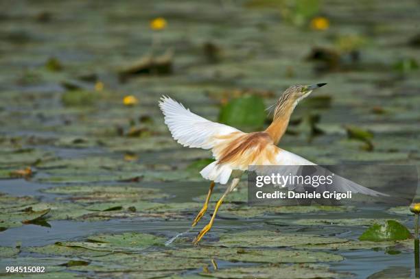 Decollo Decollo Photos and Premium High Res Pictures - Getty Images